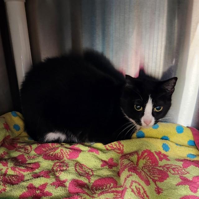 PINEAPPLE, Adoptable, Adult Female Domestic Short Hair.