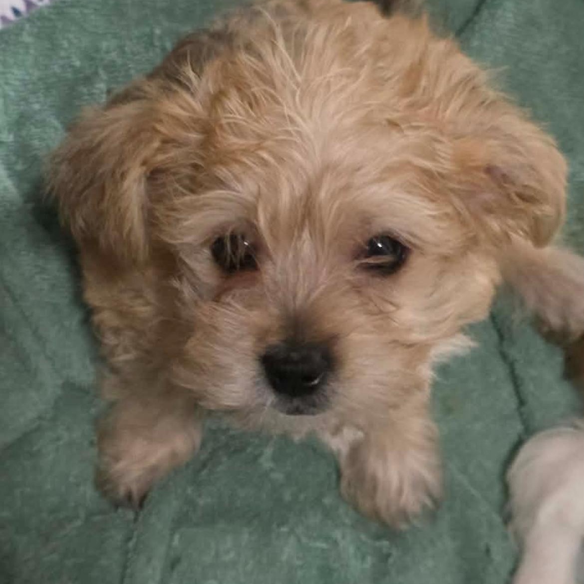 Caroline, adopted, Puppy Female Yorkshire Terrier & Chihuahua.