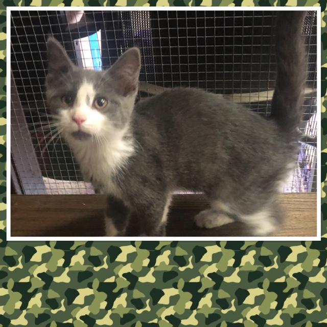 HEATH, Adoptable, Kitten Male Domestic Short Hair.