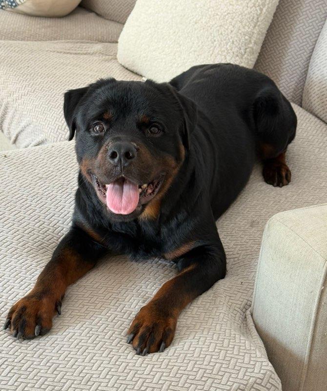 Boo Bear, a Adoptable Rottweiler in Houston, TX image 4/6