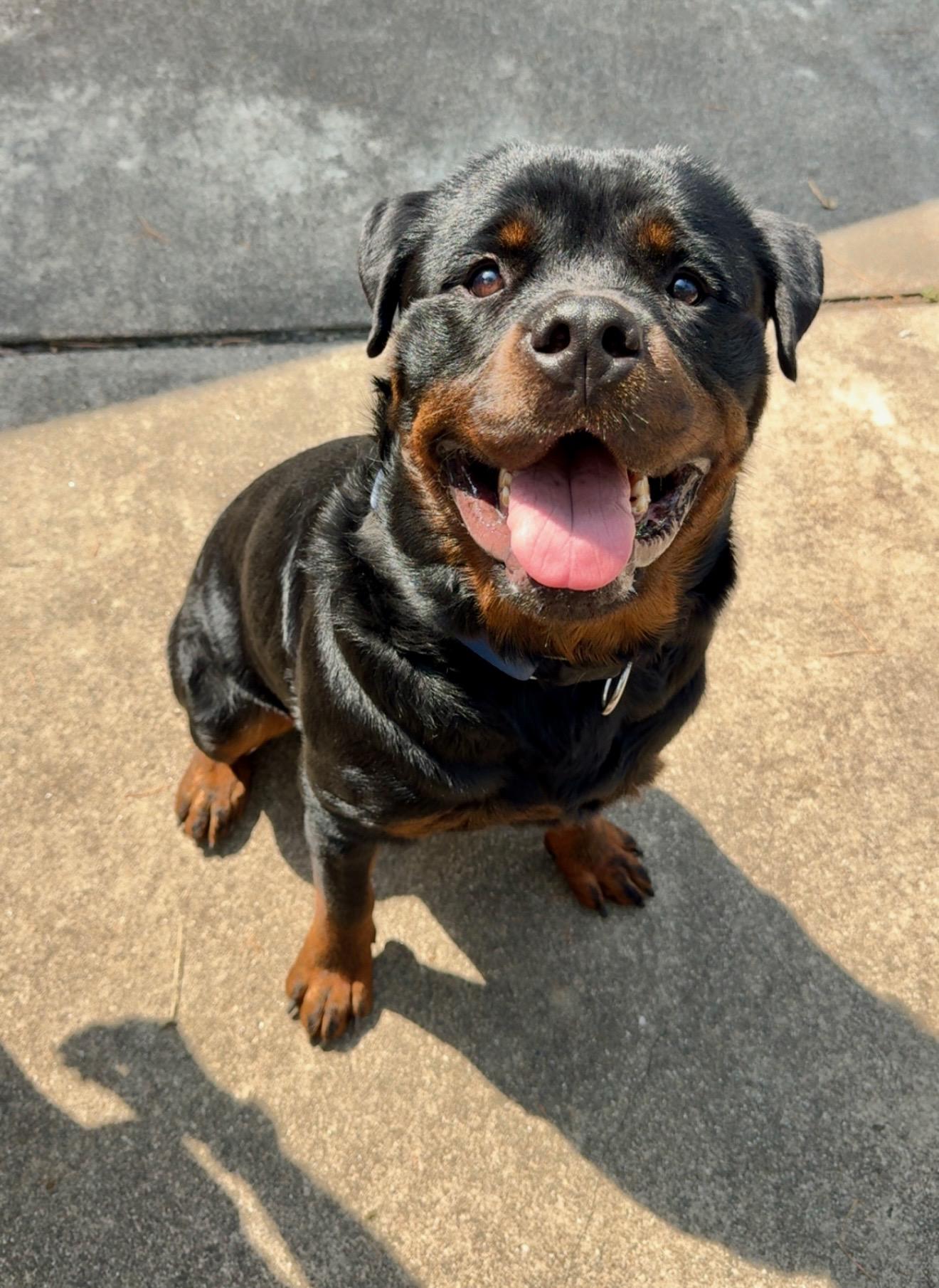 Boo Bear, Adoptable, Adult Male Rottweiler.