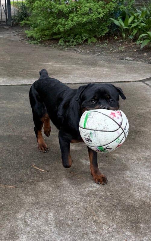 Boo Bear, a Adoptable Rottweiler in Houston, TX image 5/6