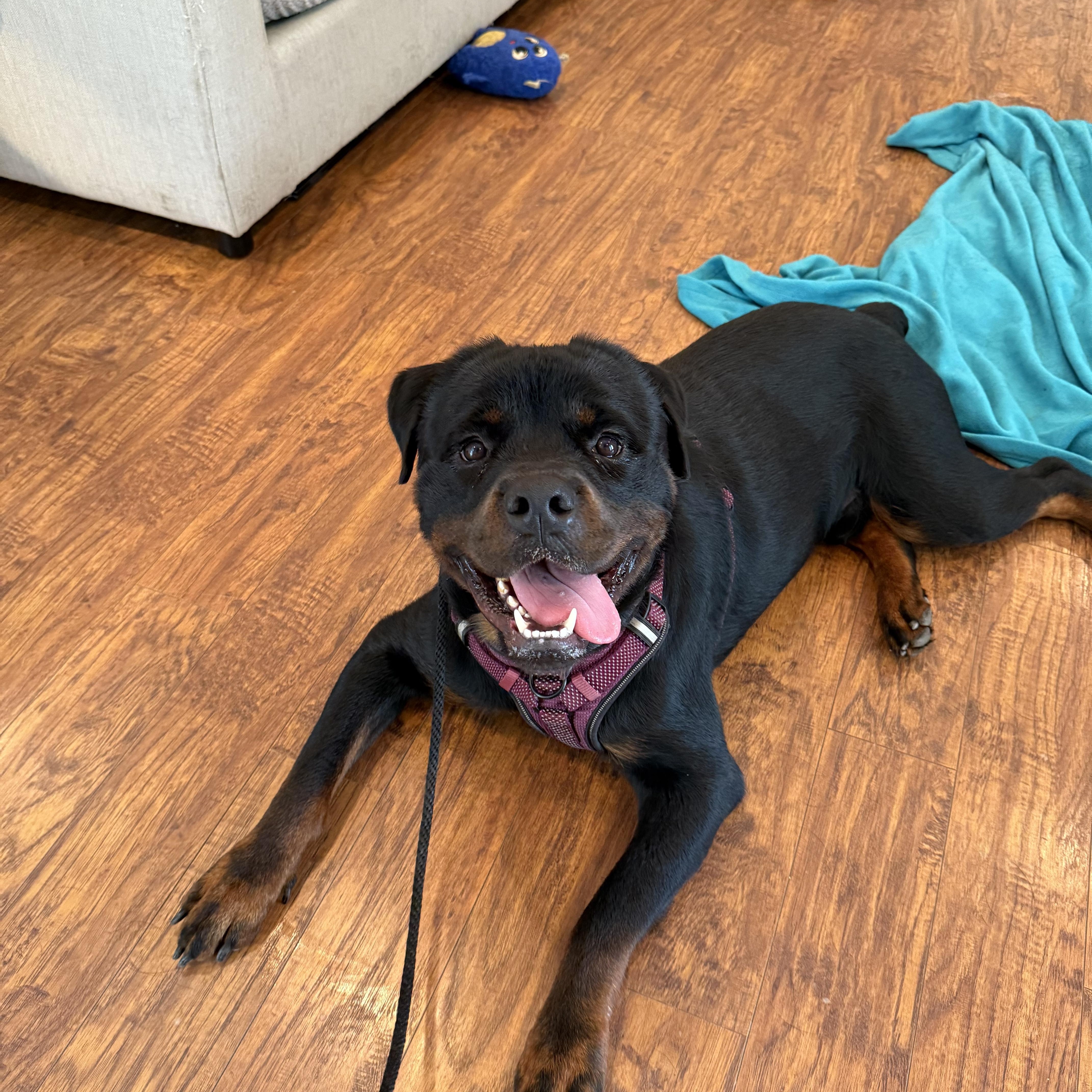 Boo Bear, a Adoptable Rottweiler in Houston, TX image 6/6