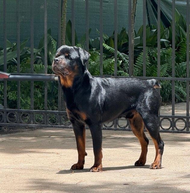 Boo Bear, a Adoptable Rottweiler in Houston, TX image 3/6