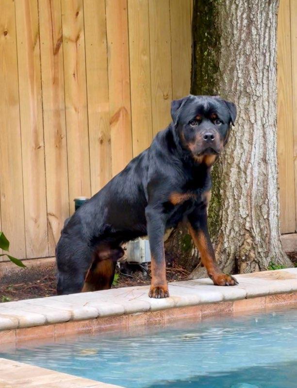 Boo Bear, Adoptable, Adult Male Rottweiler.