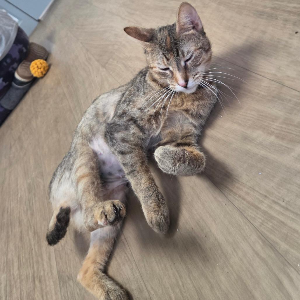 Enlarge Sally Mae, a Adoptable Domestic Short Hair in Oneonta, NY image 1/6