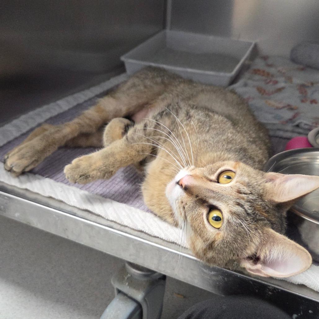 Enlarge Sally Mae, a Adoptable Domestic Short Hair in Oneonta, NY image 2/6