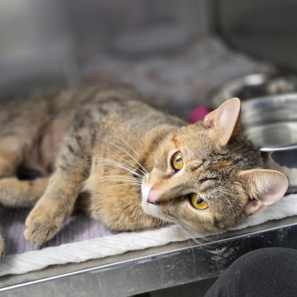 Enlarge Sally Mae, a Adoptable Domestic Short Hair in Oneonta, NY image 3/6