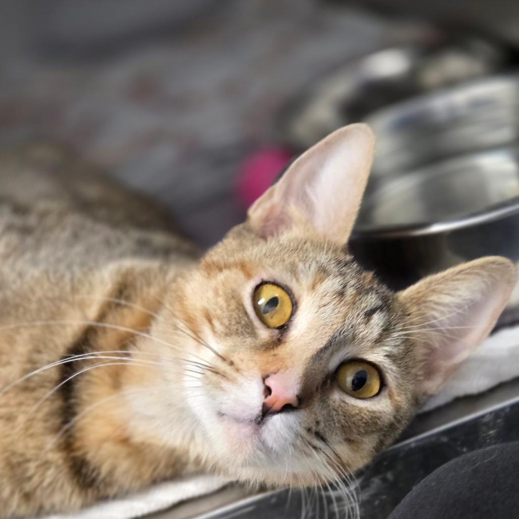 Enlarge Sally Mae, a Adoptable Domestic Short Hair in Oneonta, NY image 4/6