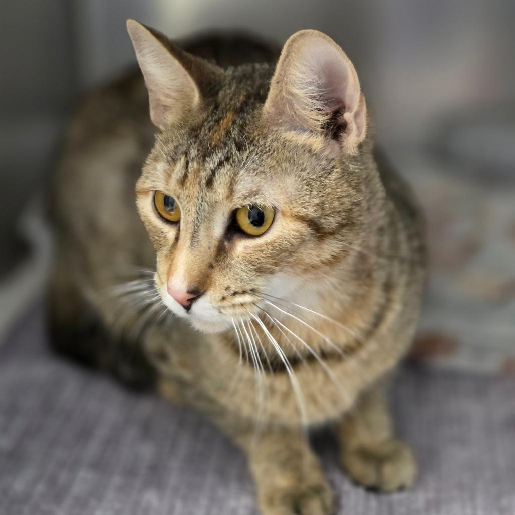 Enlarge Sally Mae, a Adoptable Domestic Short Hair in Oneonta, NY image 5/6