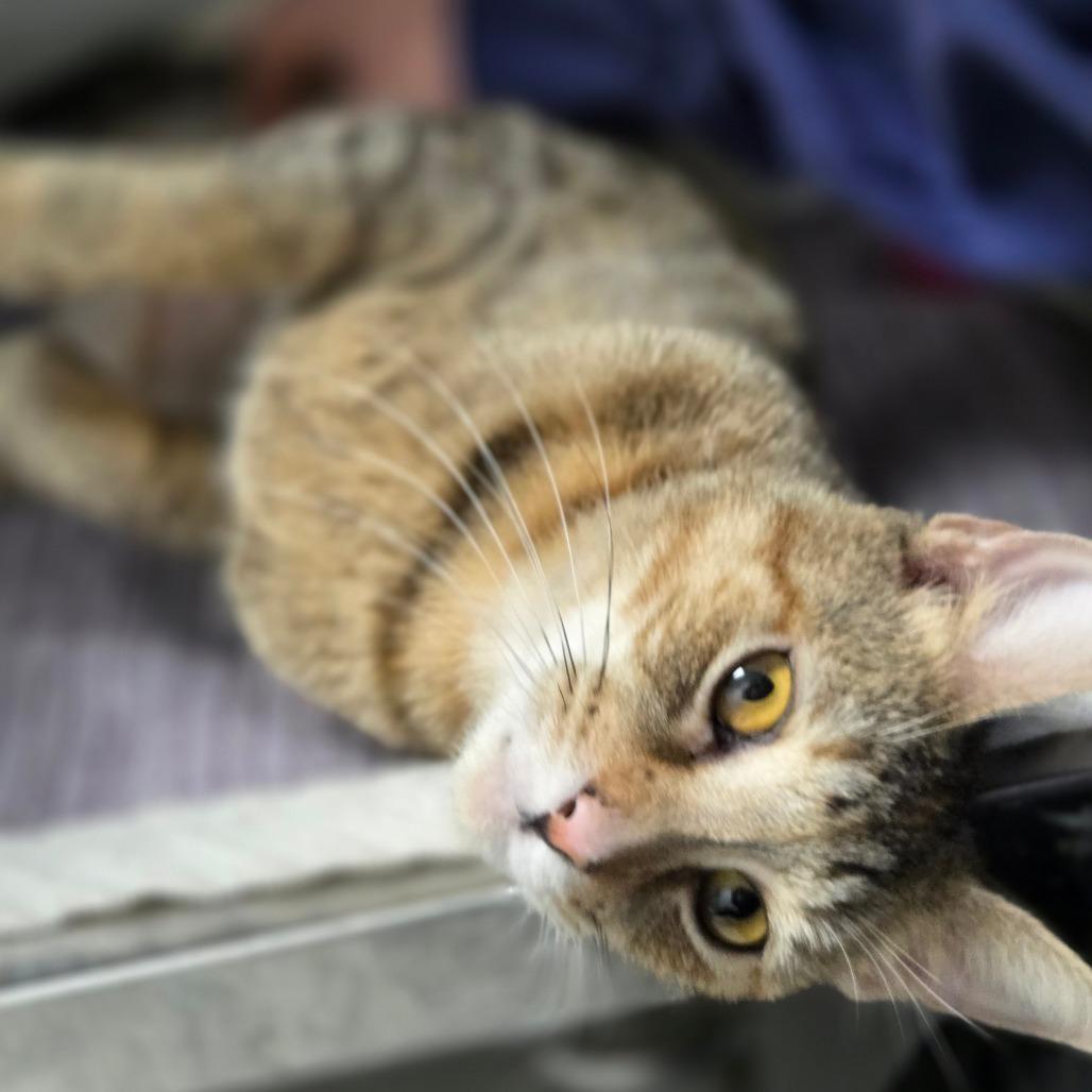 Enlarge Sally Mae, a Adoptable Domestic Short Hair in Oneonta, NY image 6/6