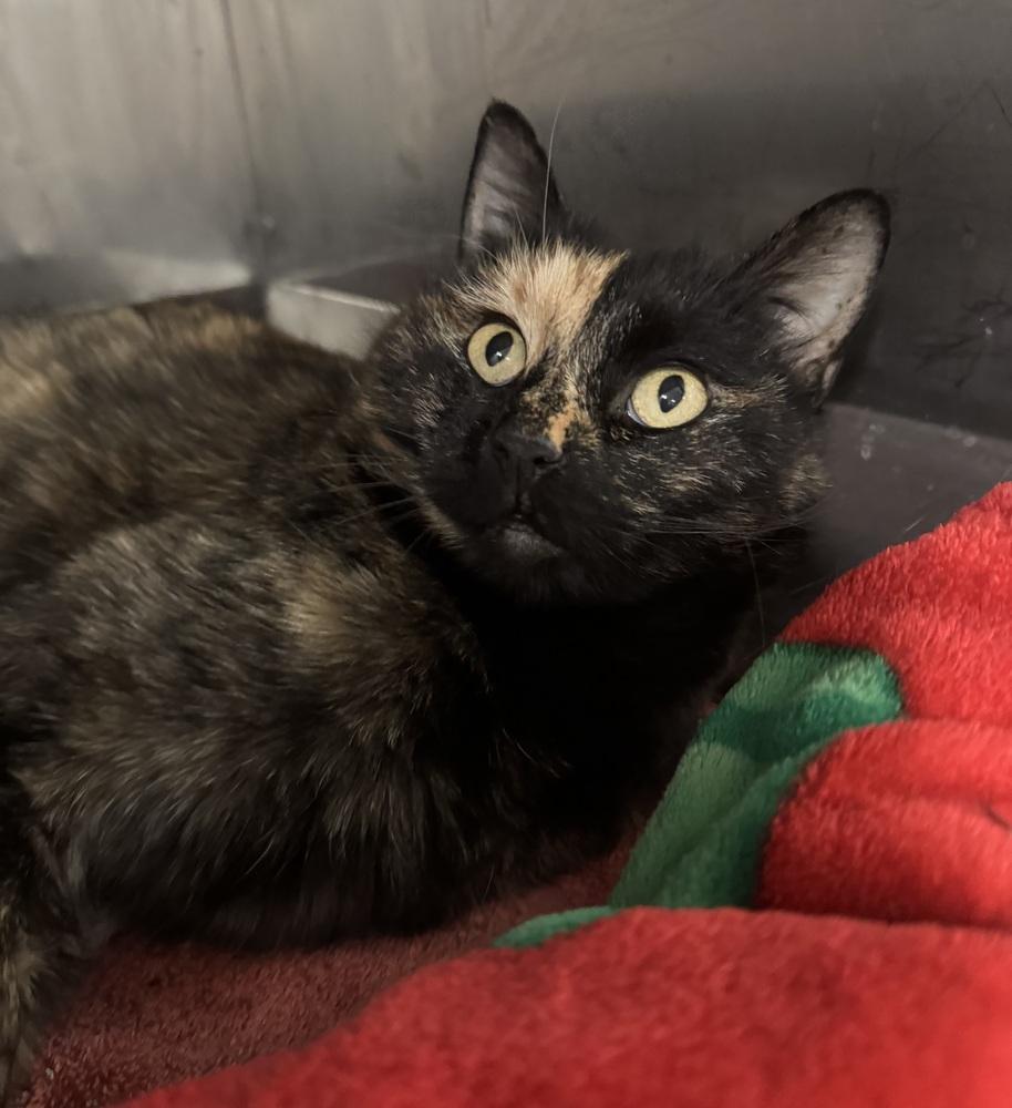 Torts, adopted, Adult Female Tortoiseshell.
