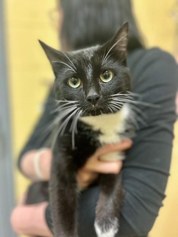 Chris, Adoptable, Adult Male Domestic Short Hair.