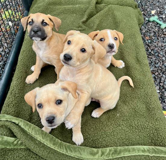 Ollie, Adoptable, Puppy Male Labrador Retriever & Hound.