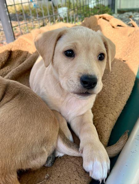 Ollie, a Adoptable mixed breed in Mocksville, NC image 2/5
