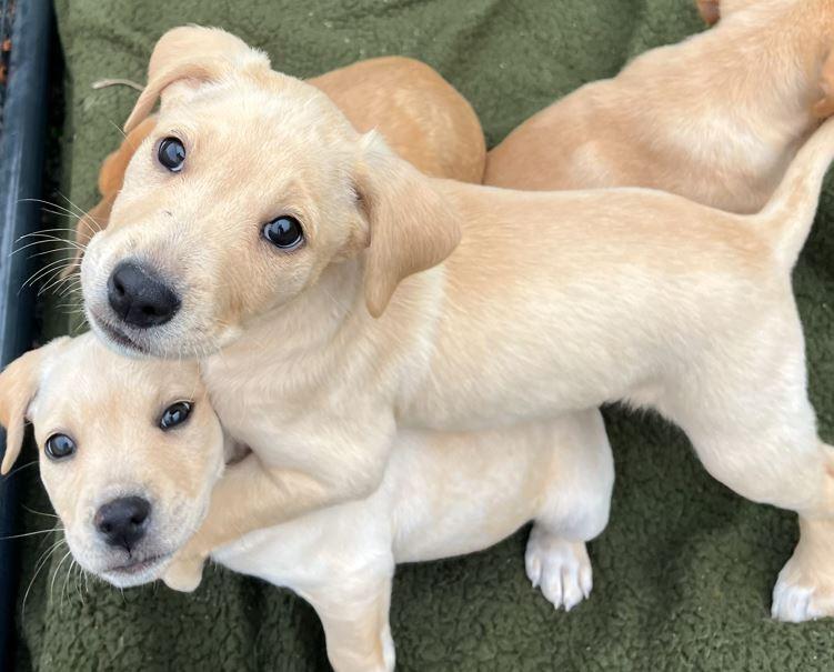 Ollie, a Adoptable mixed breed in Mocksville, NC image 3/5