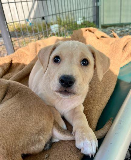 Ollie, a Adoptable mixed breed in Mocksville, NC image 4/5