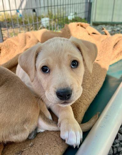 Ollie, a Adoptable mixed breed in Mocksville, NC image 5/5