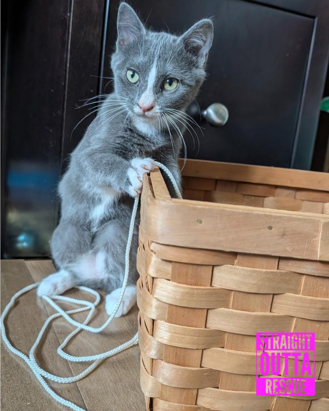 Enlarge Goose, a Adoptable Domestic Short Hair in Vancouver, BC image 3/5