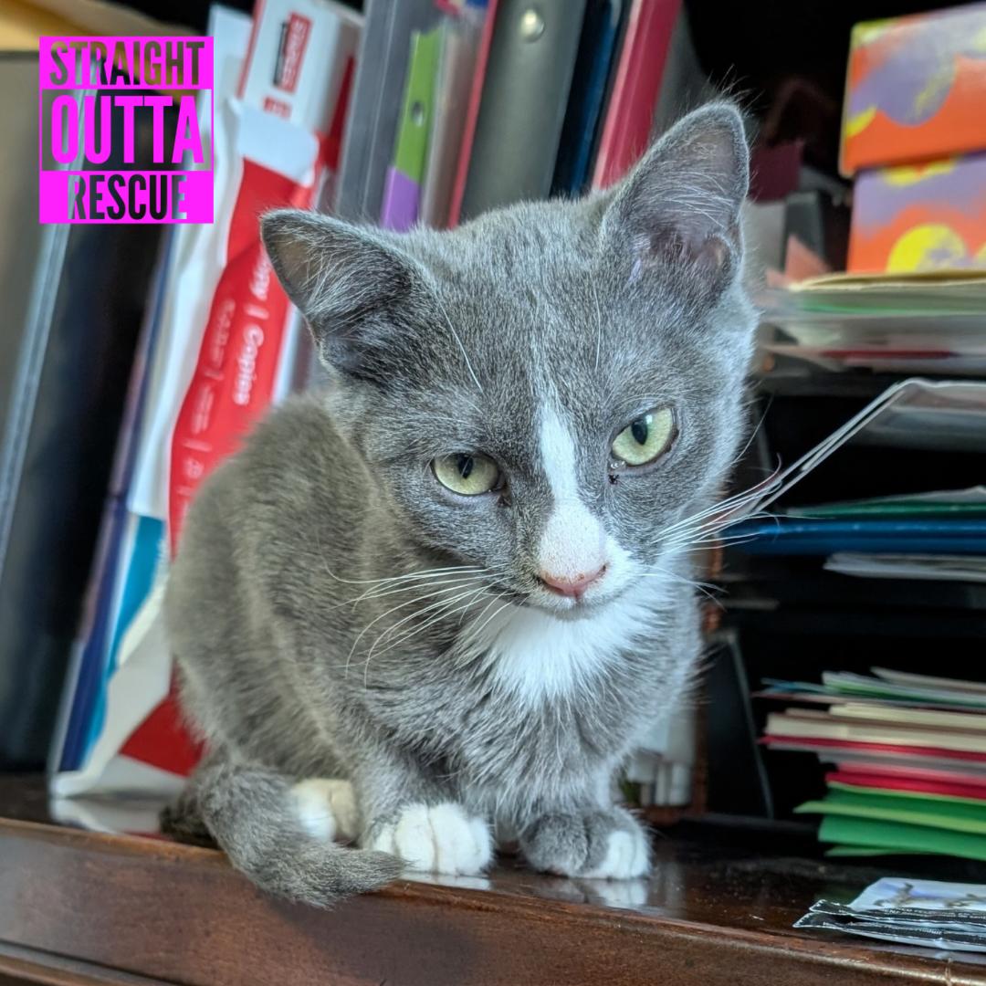 Enlarge Goose, a Adoptable Domestic Short Hair in Vancouver, BC image 1/5