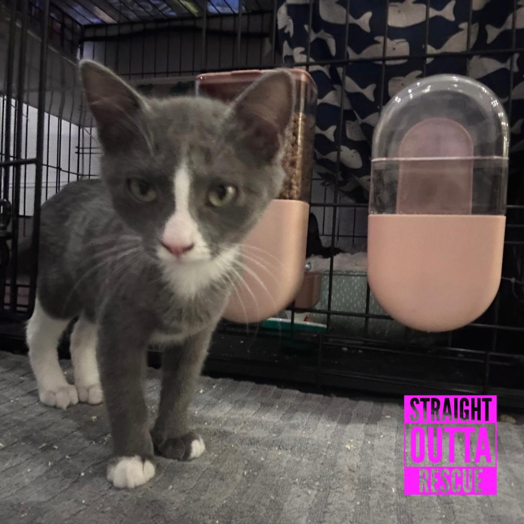 Enlarge Goose, a Adoptable Domestic Short Hair in Vancouver, BC image 4/5