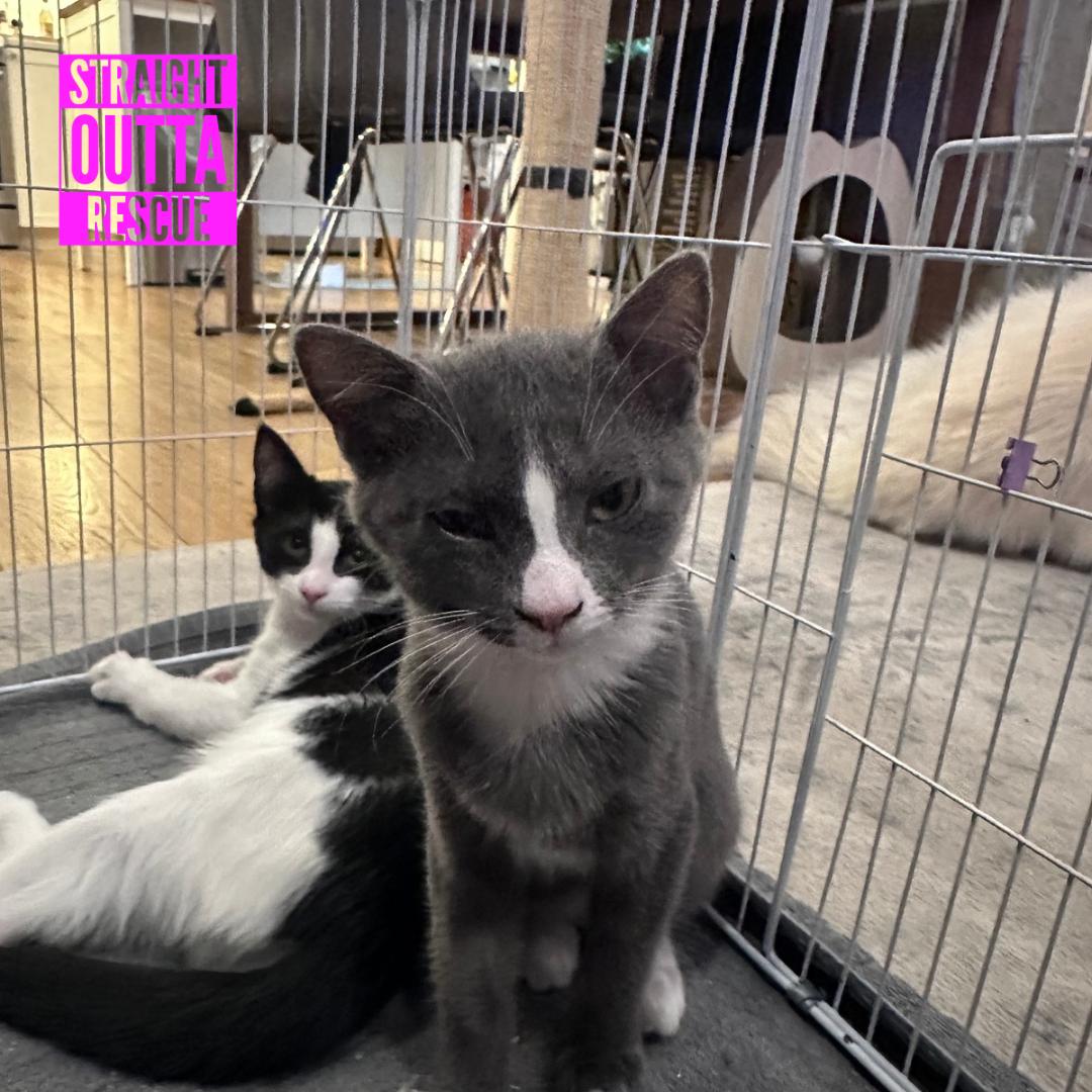 Enlarge Goose, a Adoptable Domestic Short Hair in Vancouver, BC image 5/5