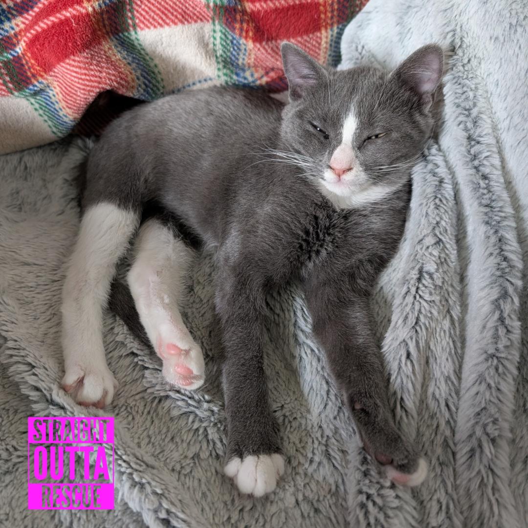 Enlarge Goose, a Adoptable Domestic Short Hair in Vancouver, BC image 2/5