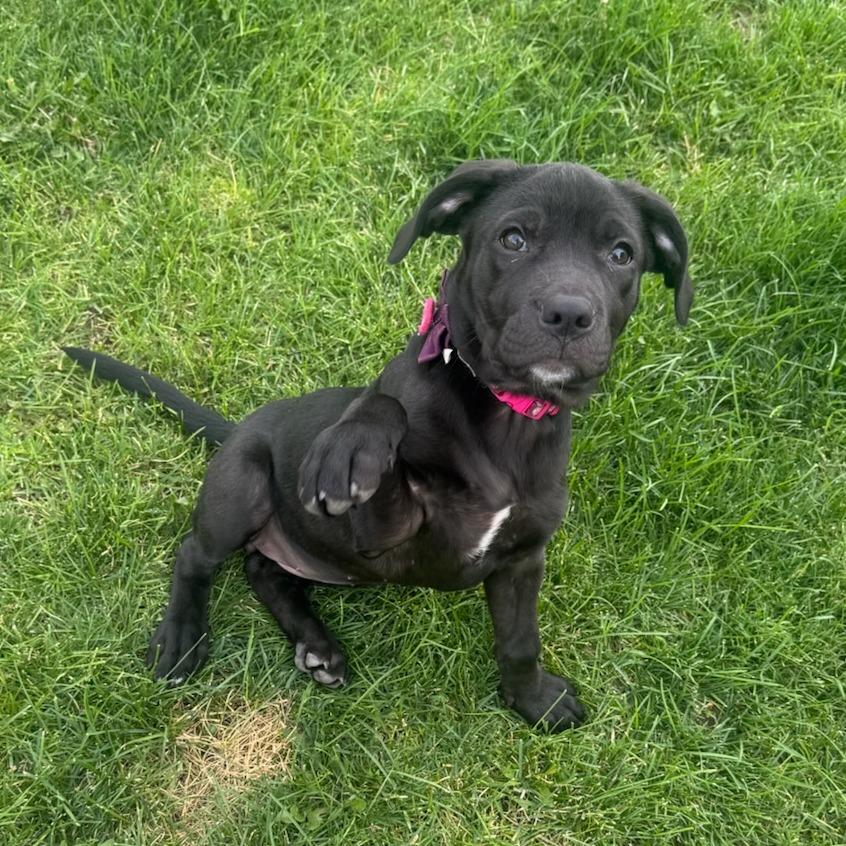 Enlarge Licorice, a Adoptable Black Labrador Retriever in West Richland, WA image 1/4