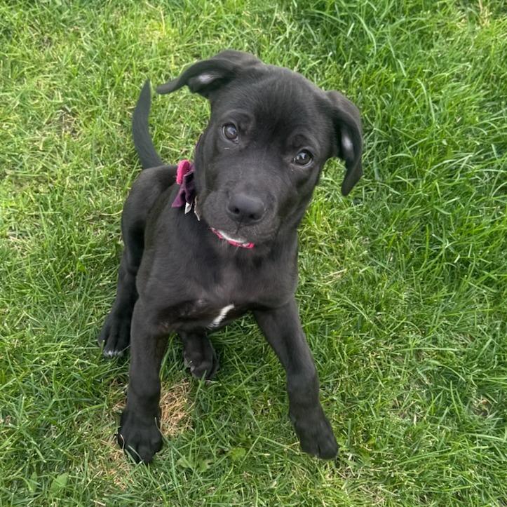 Enlarge Licorice, a Adoptable Black Labrador Retriever in West Richland, WA image 2/4