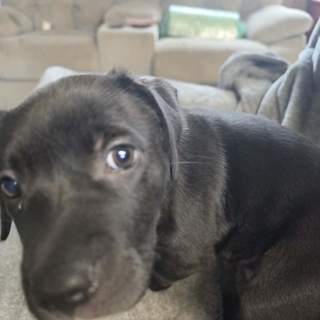 Licorice Lillith, Adoptable, Puppy Female Black Labrador Retriever.