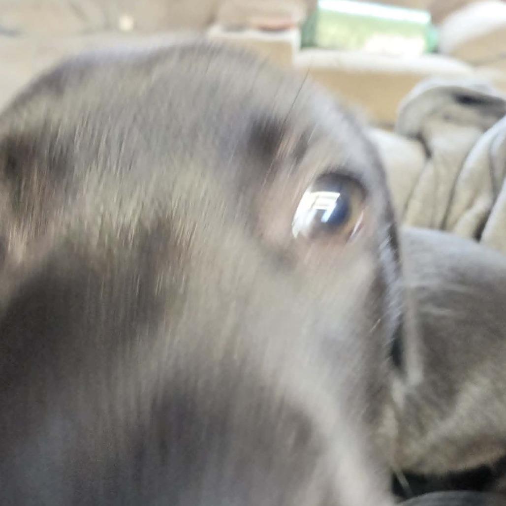 Enlarge Licorice Lillith, a Adoptable Black Labrador Retriever in West Richland, WA image 2/6