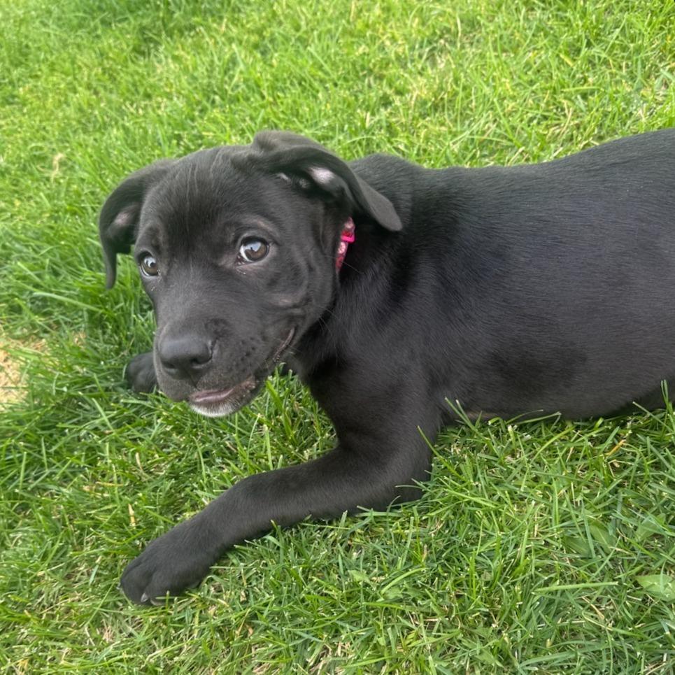 Enlarge Licorice, a Adoptable Black Labrador Retriever in West Richland, WA image 3/4