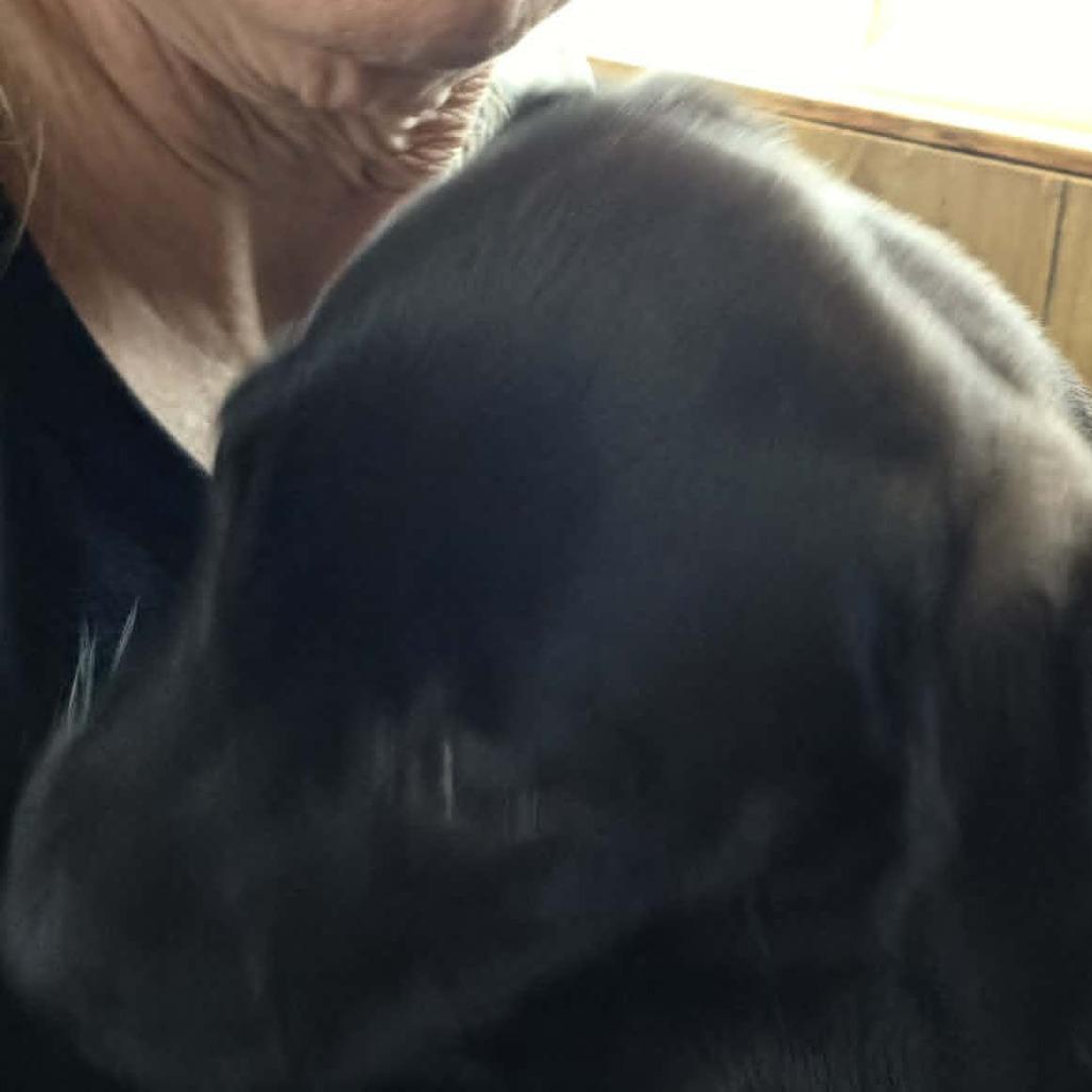 Enlarge Licorice Lillith, a Adoptable Black Labrador Retriever in West Richland, WA image 4/6