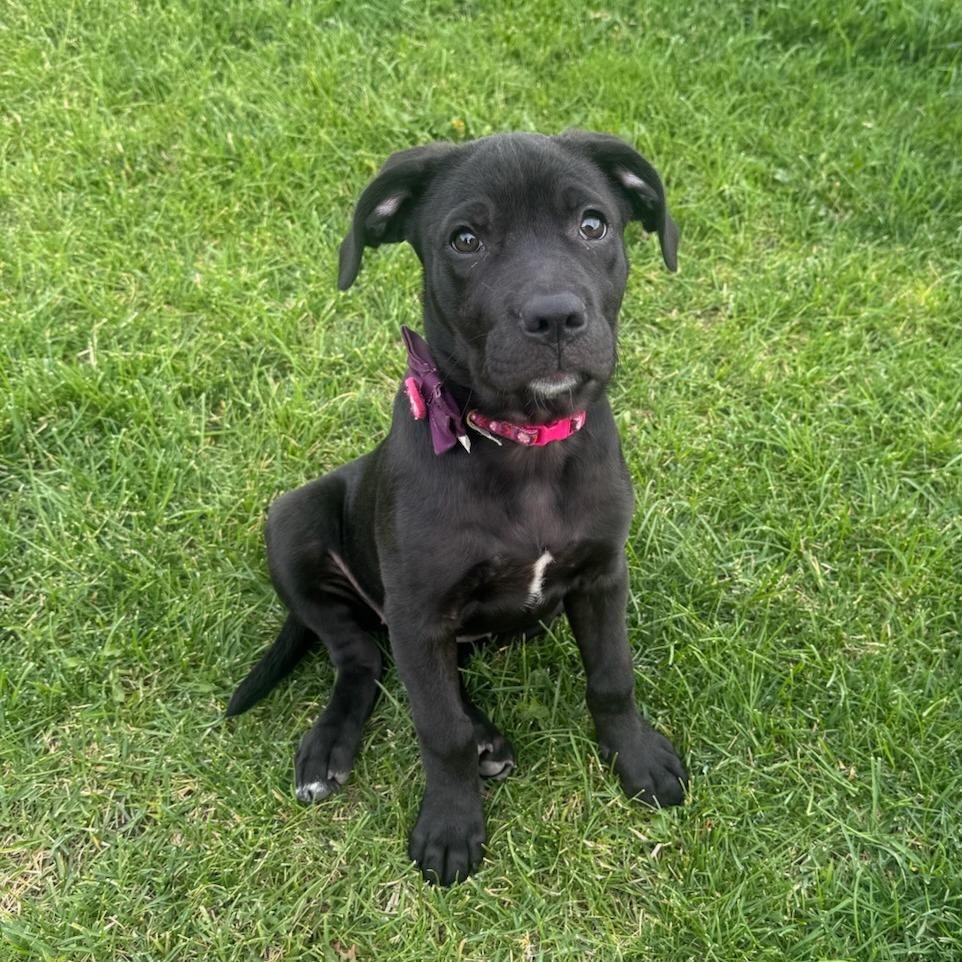 Enlarge Licorice, a Adoptable Black Labrador Retriever in West Richland, WA image 4/4