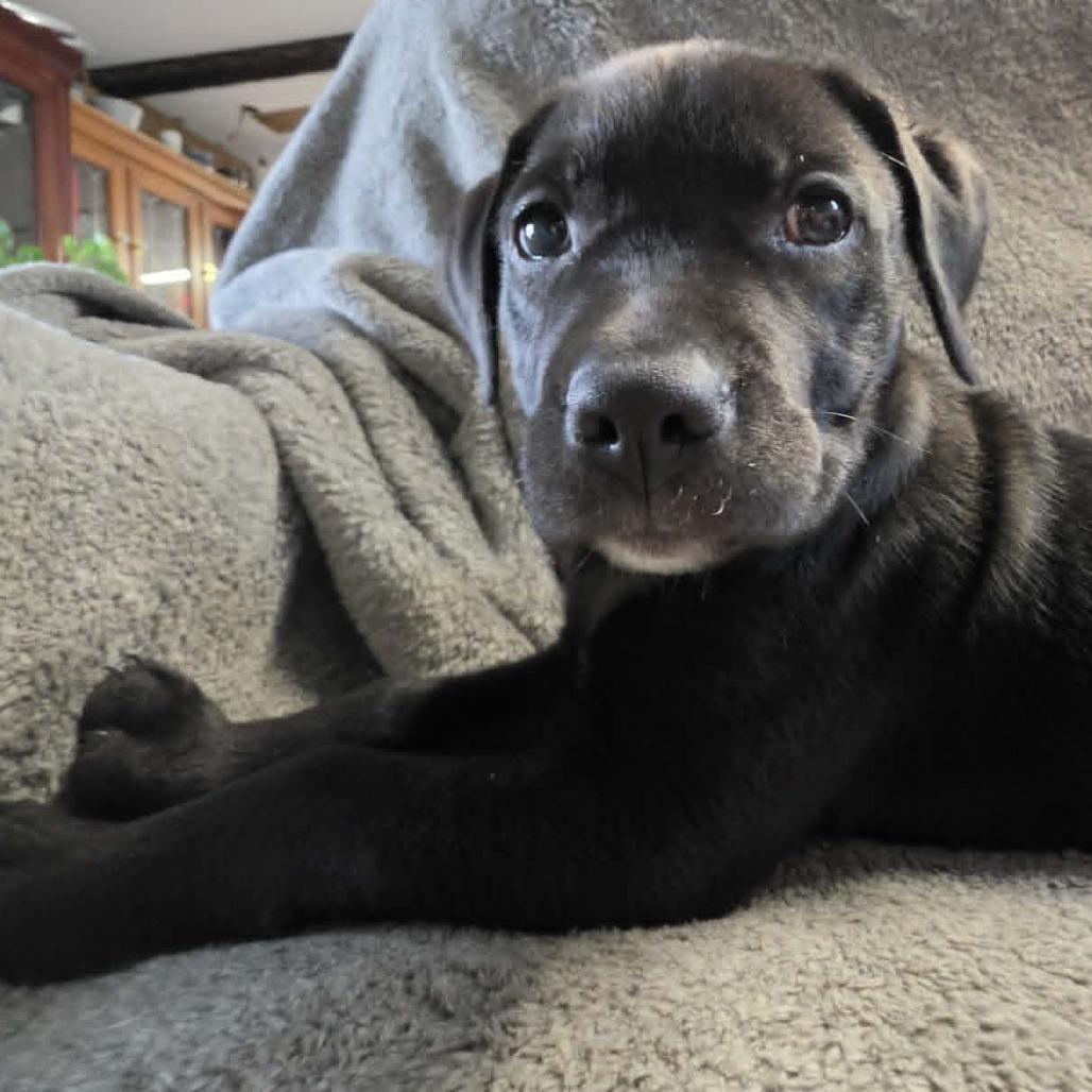 Enlarge Licorice Lillith, a Adoptable Black Labrador Retriever in West Richland, WA image 5/6