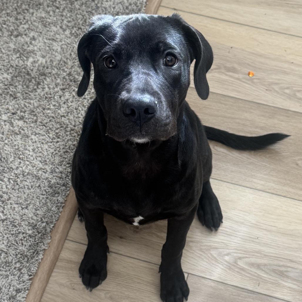 Enlarge Licorice, a Adopted Black Labrador Retriever in Mead, WA image 2/6