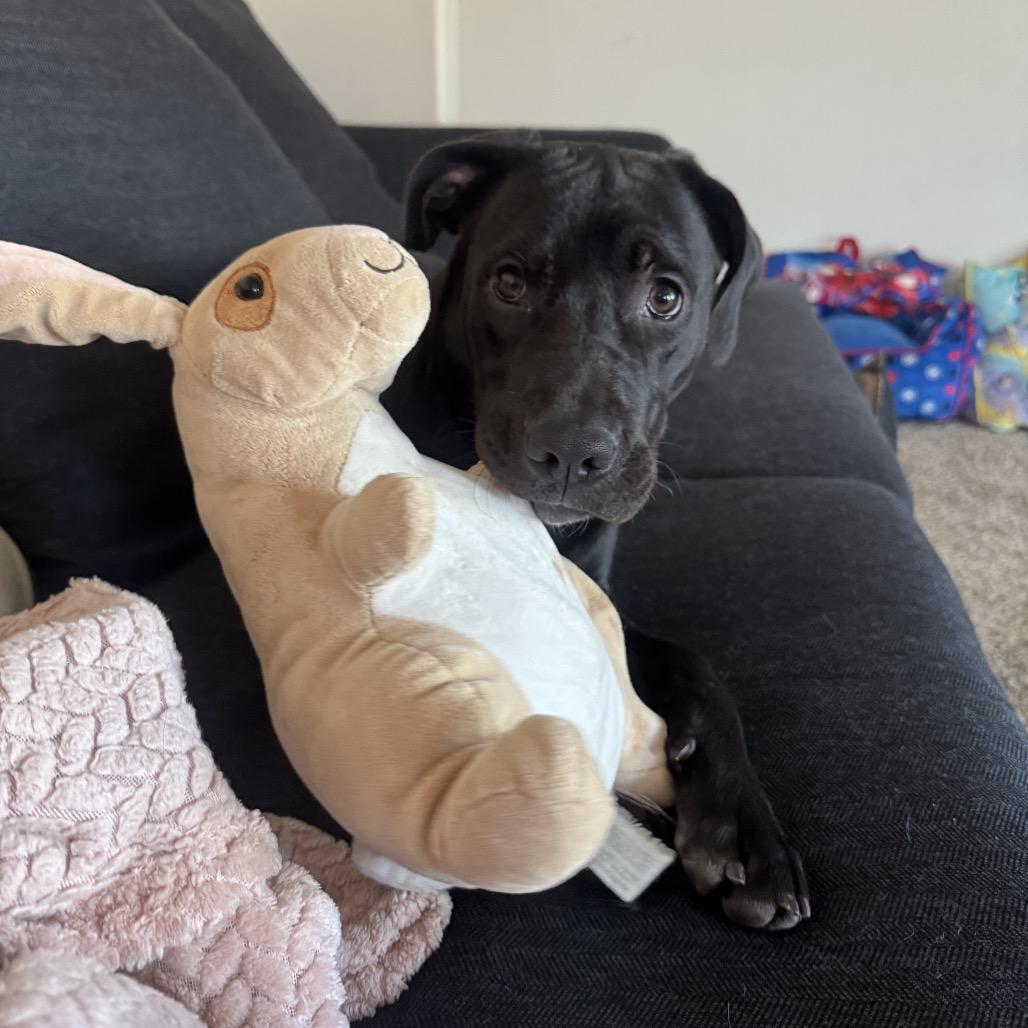 Enlarge Licorice, a Adopted Black Labrador Retriever in Mead, WA image 3/6