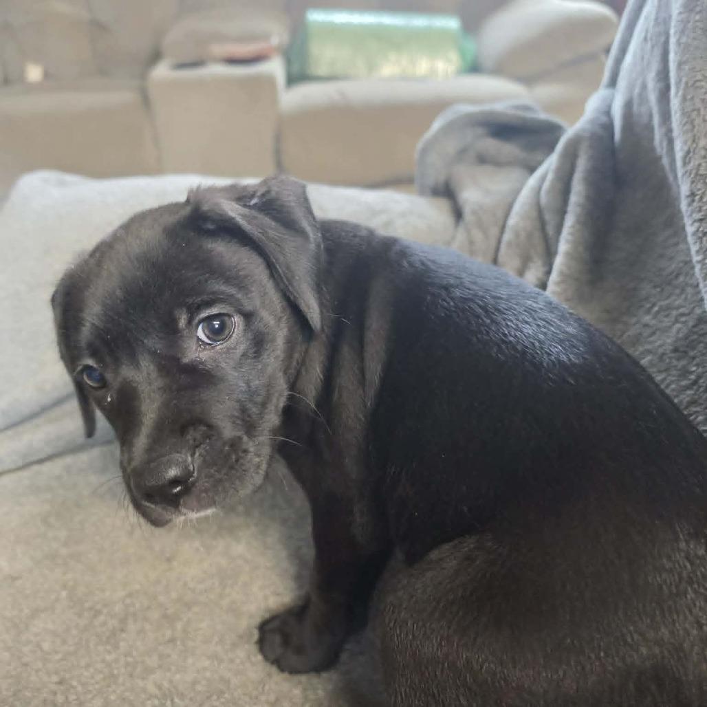 Enlarge Licorice Lillith, a Adoptable Black Labrador Retriever in West Richland, WA image 6/6