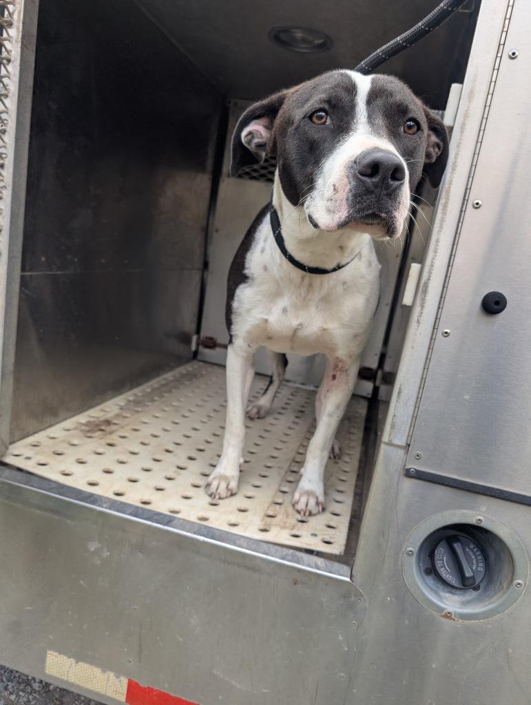 Nashville, Adoptable, Young Female Mixed Breed.