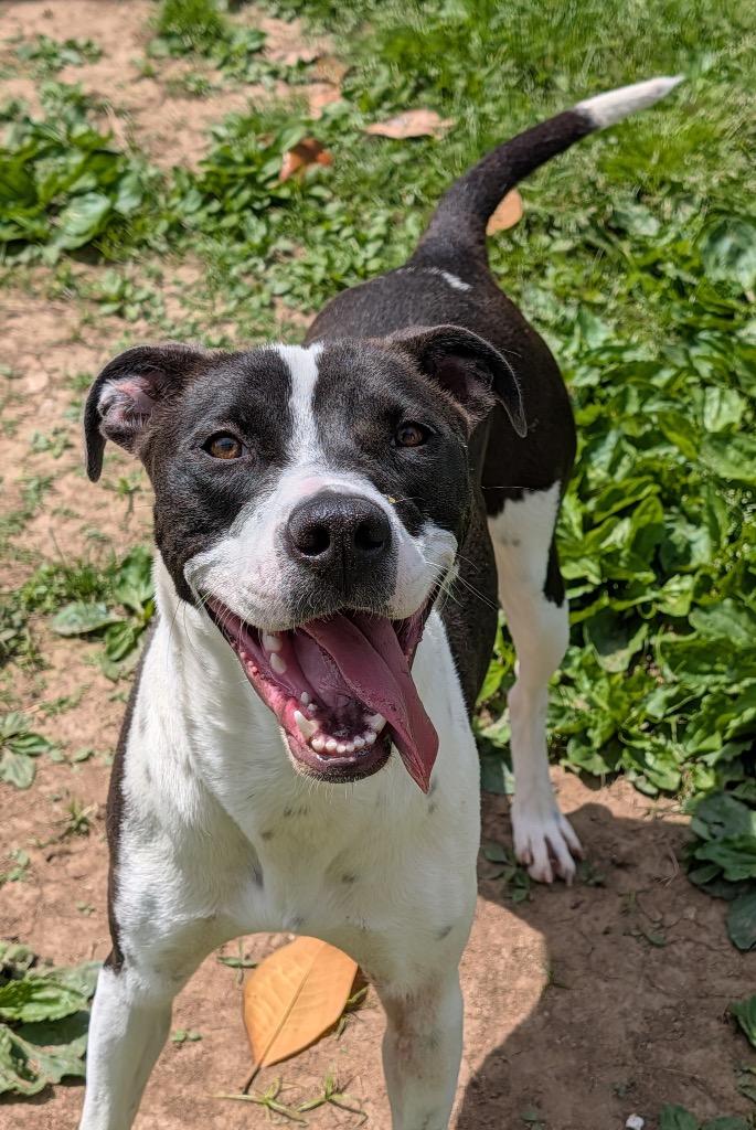Nashville, Adoptable, Young Female Mixed Breed.