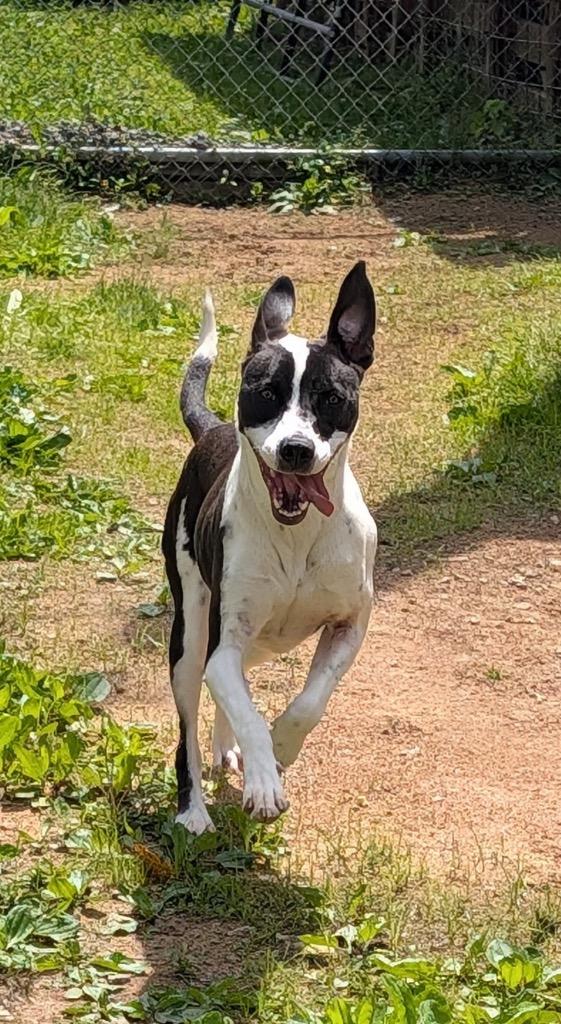 Enlarge Nashville, a Adoptable mixed breed in Shelbyville, TN image 2/3