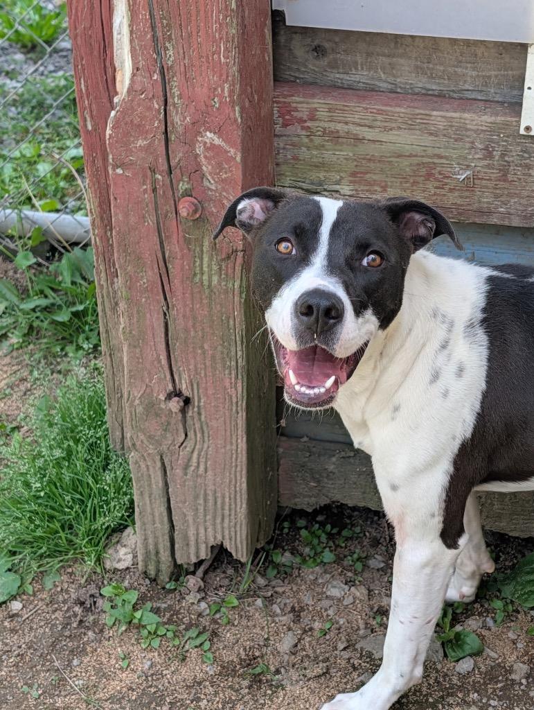 Enlarge Nashville, a Adoptable mixed breed in Shelbyville, TN image 3/3