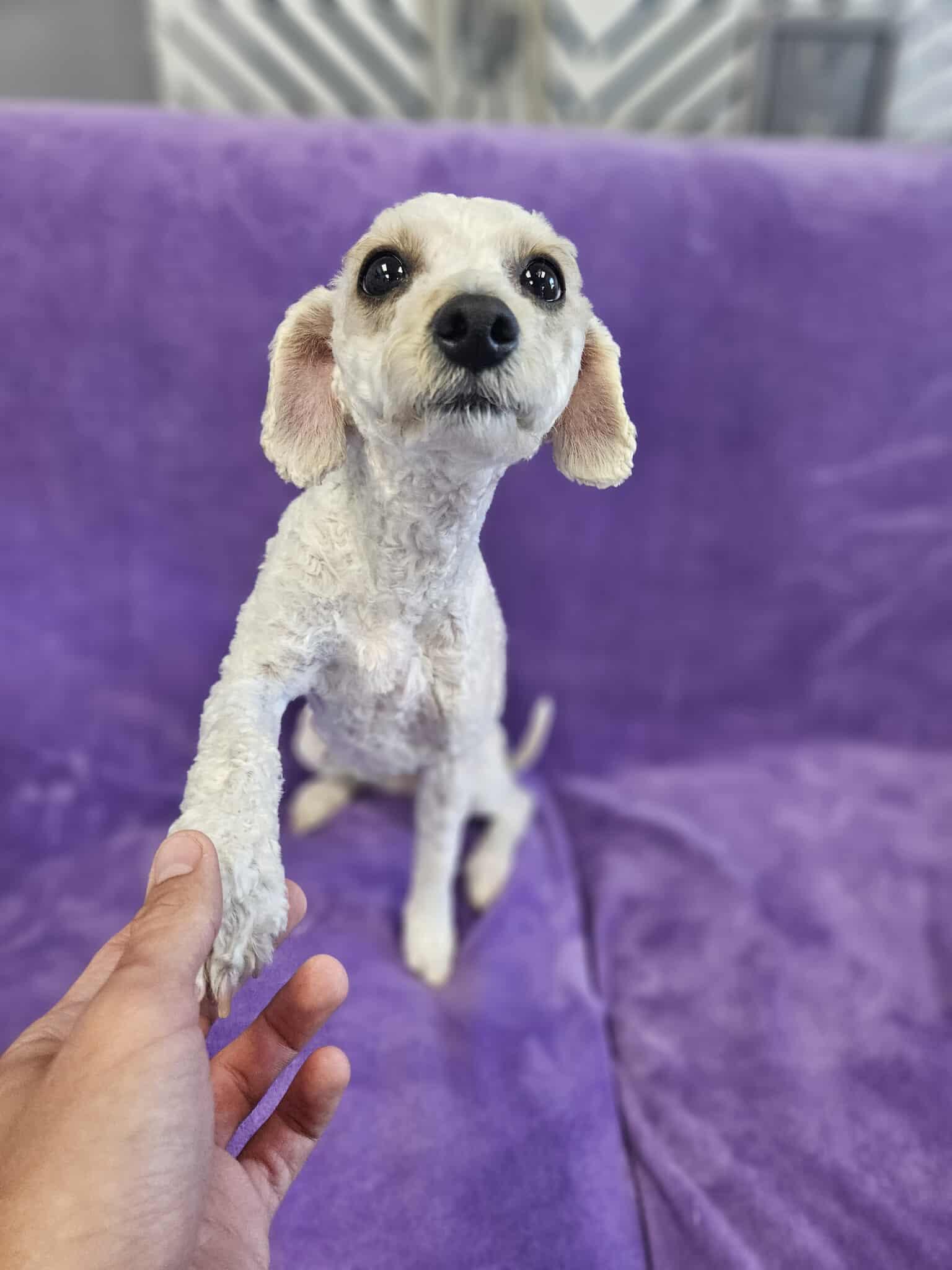 Enlarge Dolly / Molly, a Adopted mixed breed in San Angelo , TX image 1/6