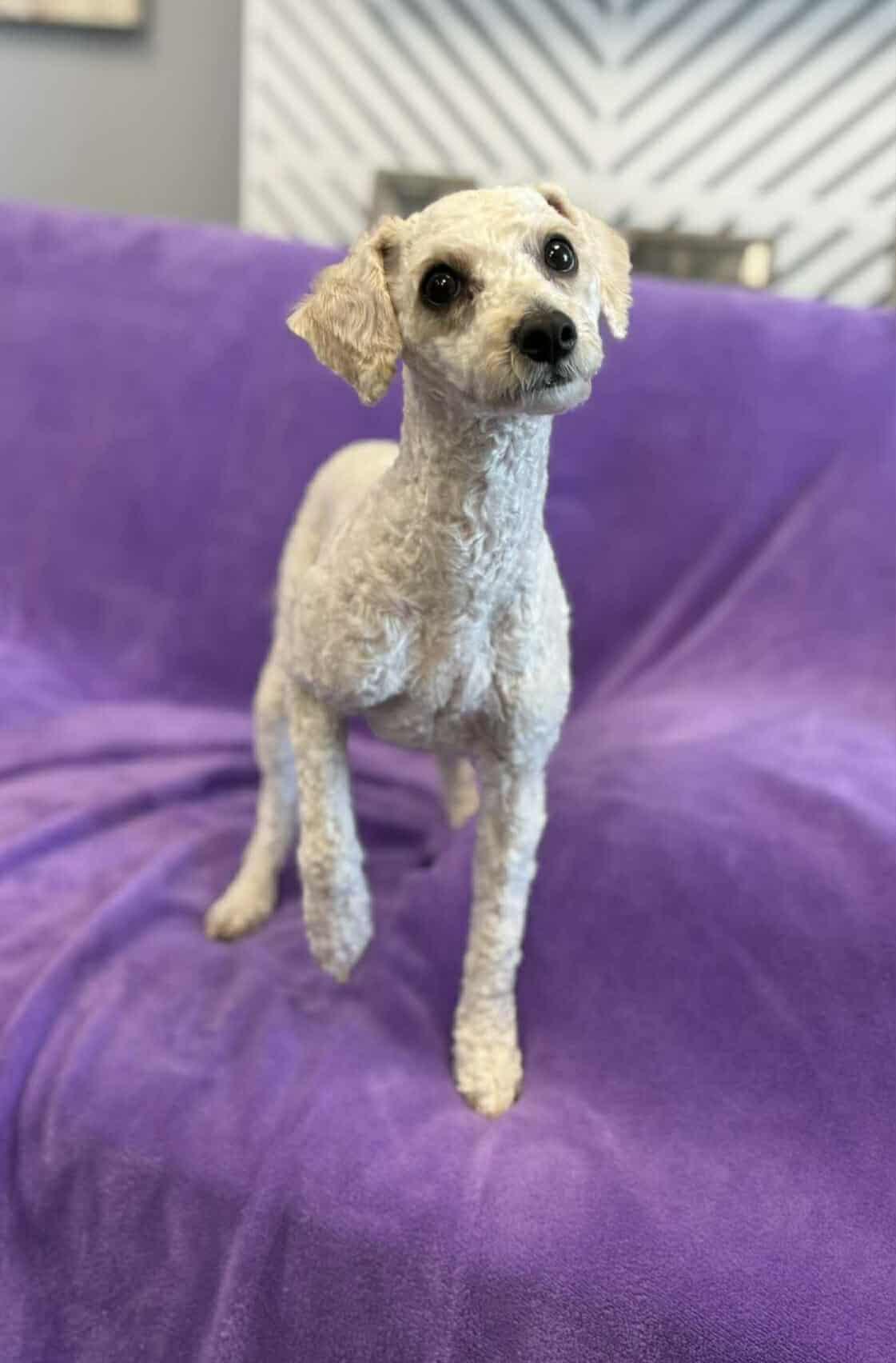 Enlarge Dolly / Molly, a Adopted mixed breed in San Angelo , TX image 2/6