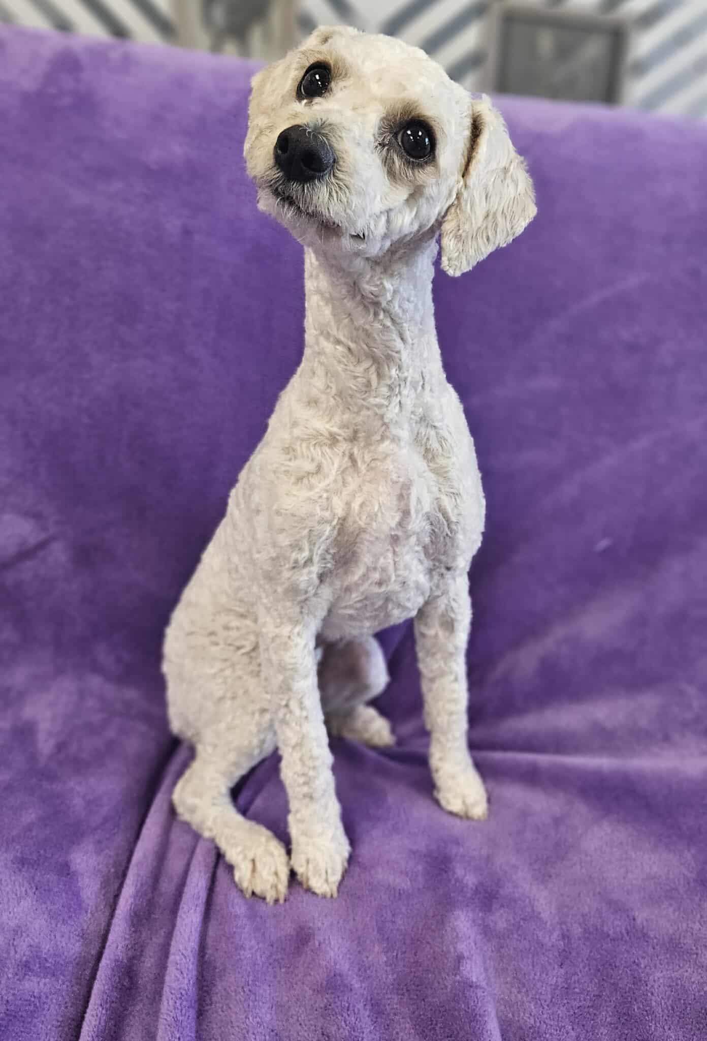 Enlarge Dolly / Molly, a Adopted mixed breed in San Angelo , TX image 4/6