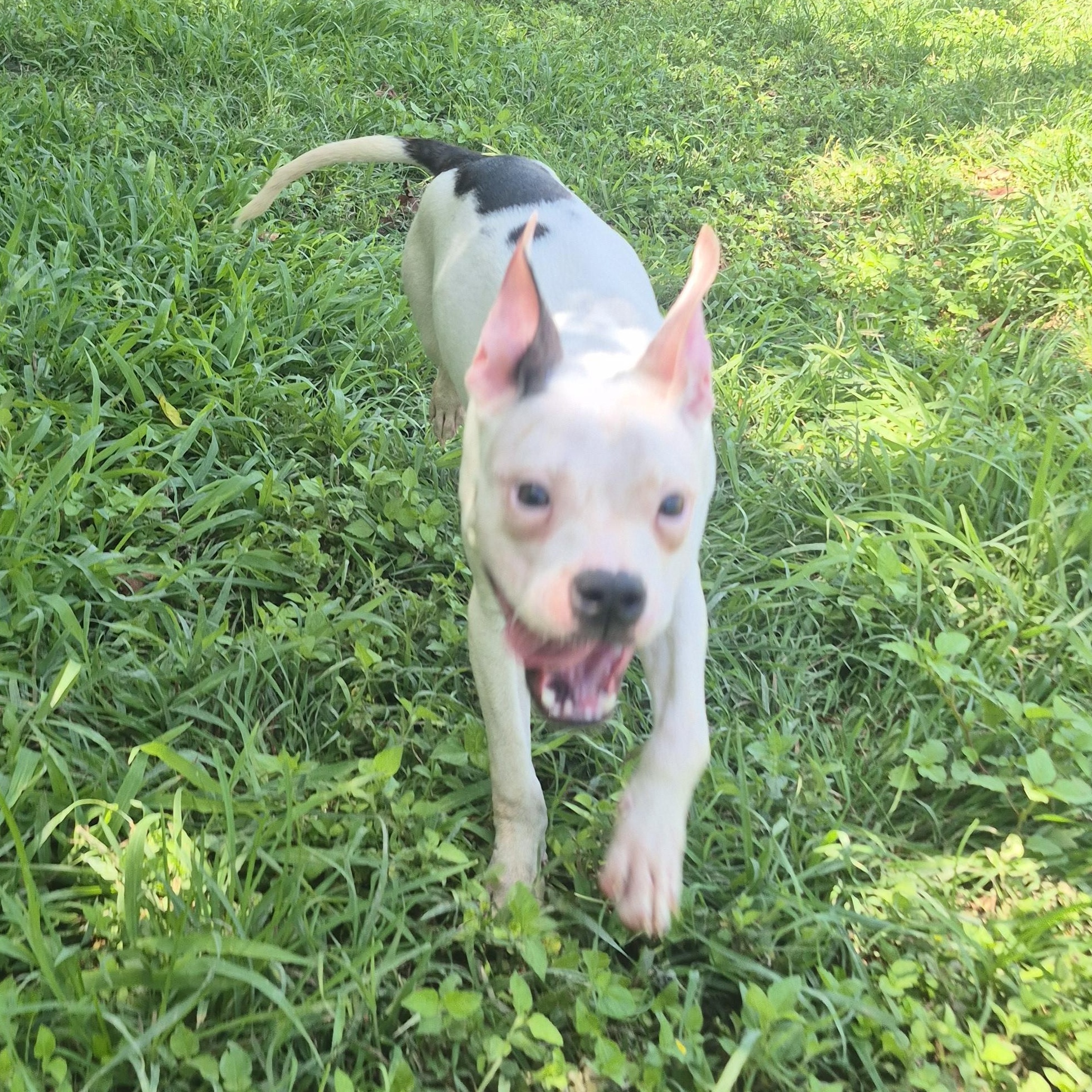 Enlarge Kevin Gates, a ADOPTABLE mixed breed in Cibolo, TX image 2/3