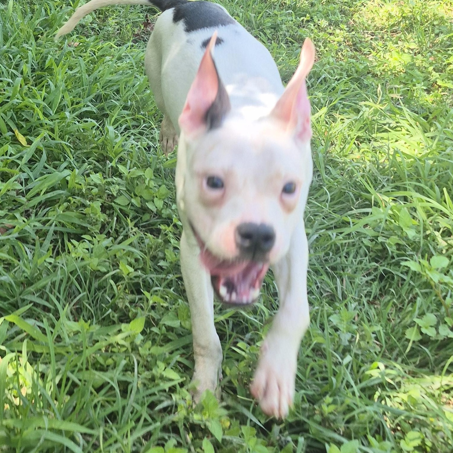 Enlarge Kevin Gates, a ADOPTABLE mixed breed in Cibolo, TX image 3/3