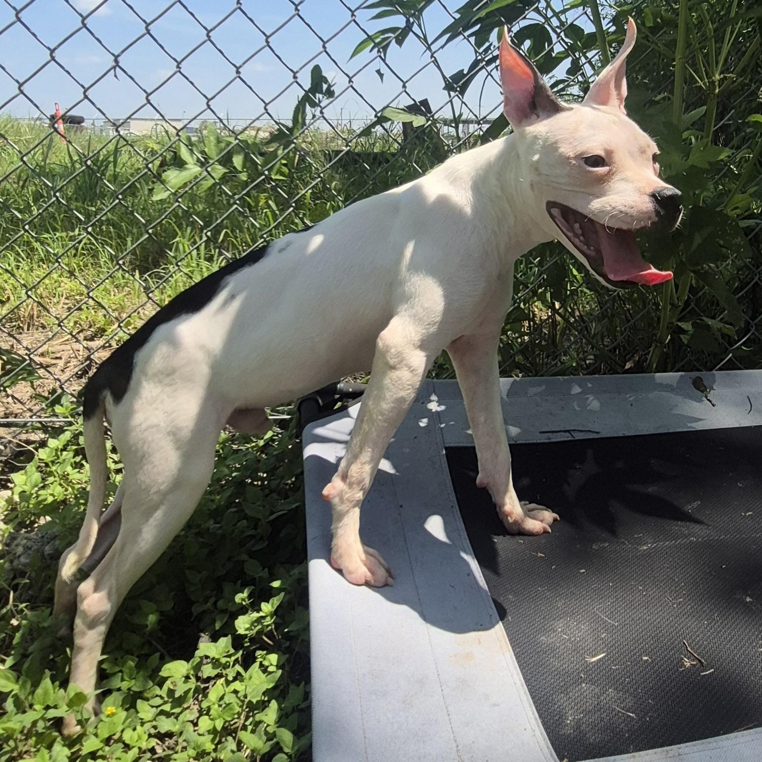 Kevin Gates, ADOPTABLE, Young Male American Staffordshire Terrier.