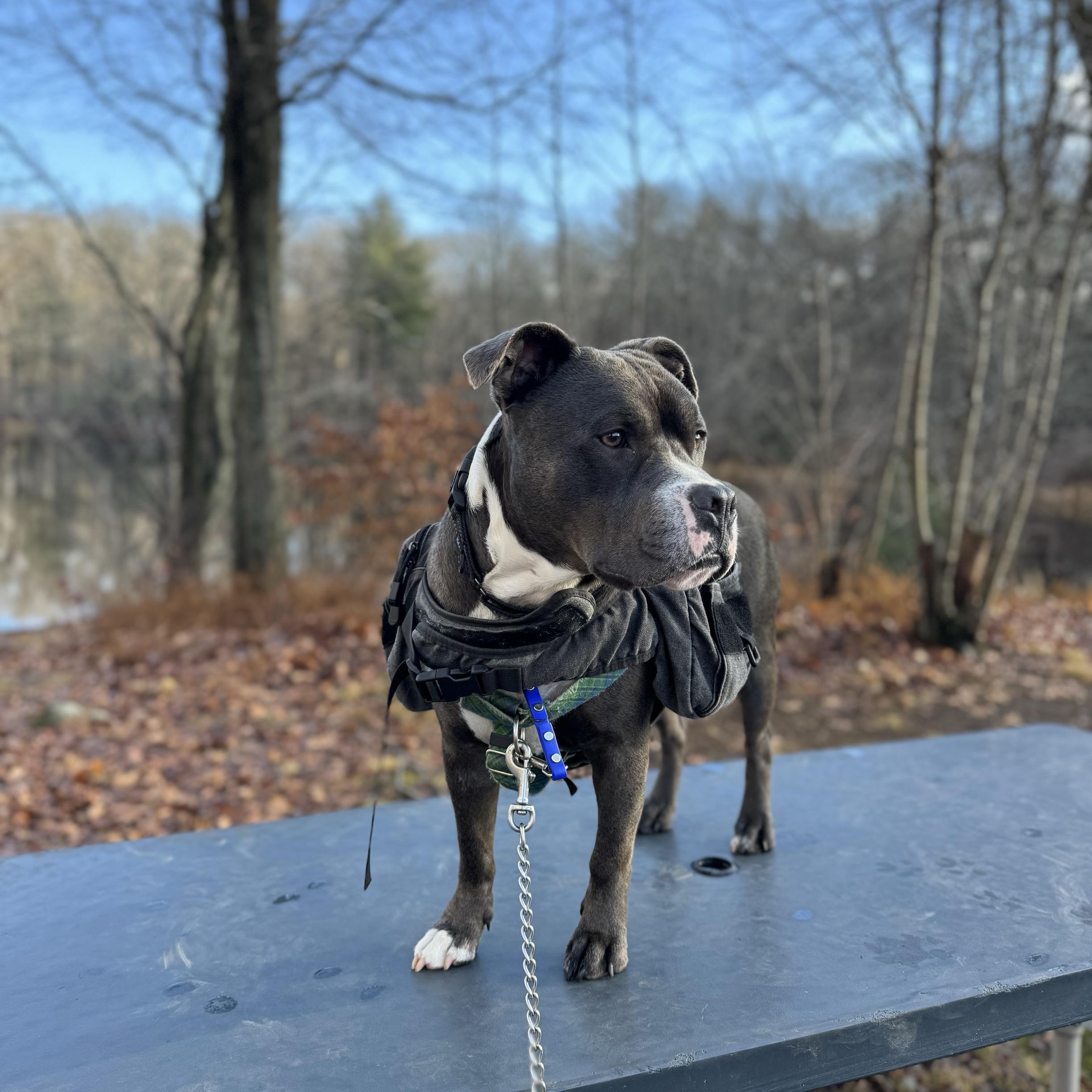 Neo, Adoptable, Young Male Pit Bull Terrier & American Bulldog.