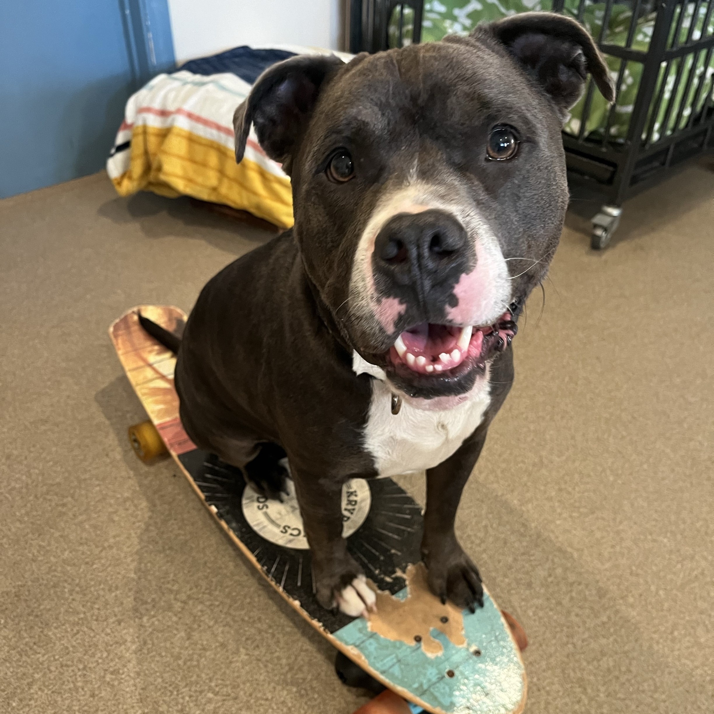 Neo, a Adoptable mixed breed in Manchester, CT image 2/6